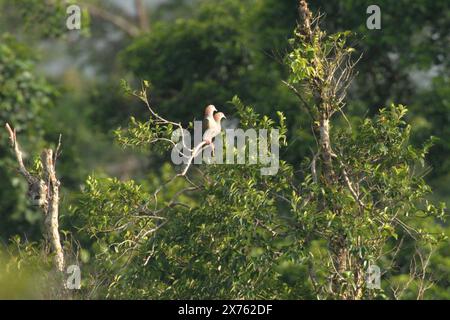 Un paio di piccioni imperiali verdi (Ducula aenea) vengono fotografati mentre si aprono su una cima di un albero in un'area vegetata vicino al Monte Tangkoko e al Monte Duasudara nel Nord Sulawesi, Indonesia. Sulla base di una ricerca condotta dal 2012 al 2020, un team di scienziati guidati da Marine Joly riferisce che la temperatura aumenta fino a 0,2 gradi Celsius all'anno nella foresta di Tangkoko, e anche l'abbondanza complessiva di frutta è diminuita. "Ci sono prove in rapida crescita degli effetti negativi delle alte temperature sul comportamento, sulla fisiologia, sull'allevamento e sulla sopravvivenza di vari uccelli, mammiferi e rettili... Foto Stock