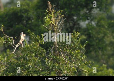 Un paio di piccioni imperiali verdi (Ducula aenea) vengono fotografati mentre si aprono su una cima di un albero in un'area vegetata vicino al Monte Tangkoko e al Monte Duasudara nel Nord Sulawesi, Indonesia. Sulla base di una ricerca condotta dal 2012 al 2020, un team di scienziati guidati da Marine Joly riferisce che la temperatura aumenta fino a 0,2 gradi Celsius all'anno nella foresta di Tangkoko, e anche l'abbondanza complessiva di frutta è diminuita. "Ci sono prove in rapida crescita degli effetti negativi delle alte temperature sul comportamento, sulla fisiologia, sull'allevamento e sulla sopravvivenza di vari uccelli, mammiferi e rettili... Foto Stock