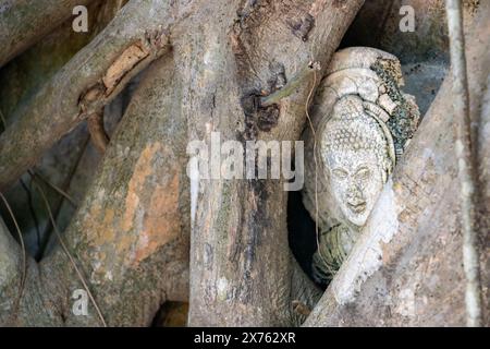 Un'immagine di plastica di Buddha tra le radici degli alberi, Thailandia Foto Stock