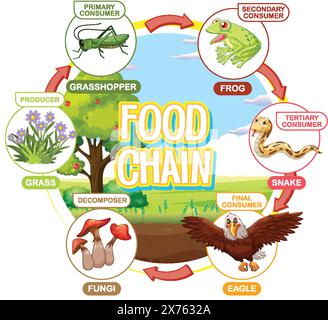 Raffigura la catena alimentare con vari consumatori e produttori Illustrazione Vettoriale