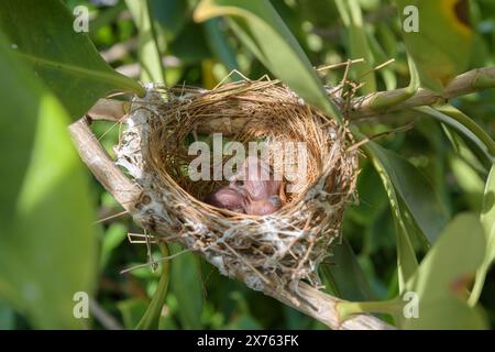 Gli uccelli nidificano su un albero ramificato con due uccelli. Foto Stock