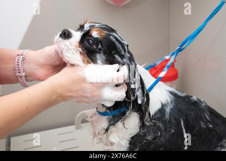 Il cane ha un collare con un guinzaglio attaccato ed è in piedi in una vasca da bagno circondata da pareti bianche e un tappetino antiscivolo sul pavimento. E' un piccolo Foto Stock