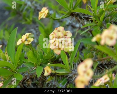 Euphorbia milii con fiori gialli pallidi. Corona di spine o pianta di Cristo o pianta spinosa di Cristo. Foto Stock