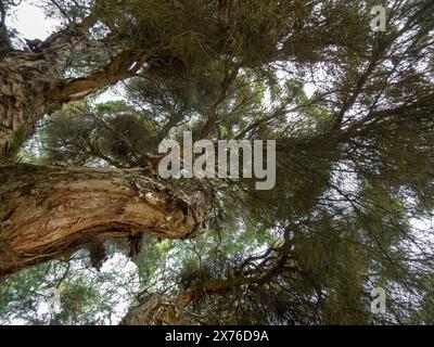 Corona e tronco dell'albero di Melaleuca linariifolia. Neve in estate, corteccia a foglie strette, corteccia a foglie di lino o pianta budjur. Foto Stock