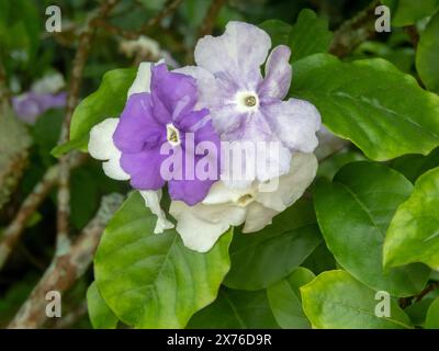 Brunfelsia splendida fioritura in tricolore bianco e viola. Ramo arboreo con fiori e foglie. Ieri, oggi, domani o signora del fiore della notte Foto Stock