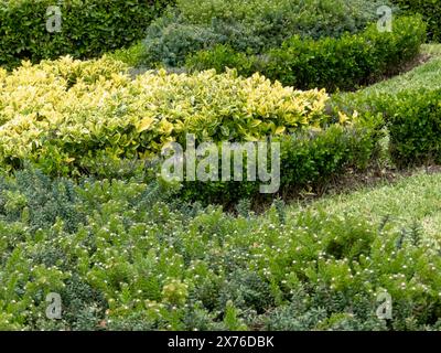 Euonymus japonicus, grevillea lanigera e buxus sempervirens potati. Topiaria bassa con fogliame decorativo. Mandrino giapponese, grevillea a legnosa Foto Stock