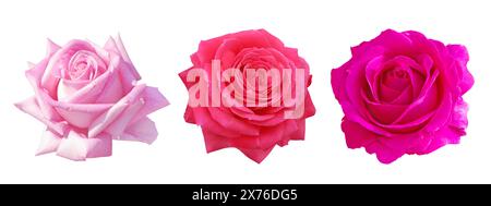 Fiori di rosa isolati su bianco. Elegante fiore di rosa di tè ibrido al corallo. Bellissimo fiore rosa pallido con la classica forma a fiore centrale. Brillante Foto Stock