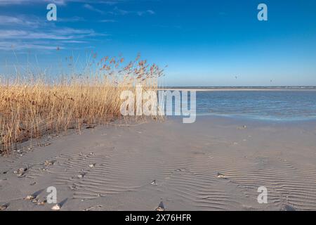 Splendida spiaggia tipica del Mar Baltico, spiaggia di erba, sabbia, Laboe, Schleswig Holstein Foto Stock