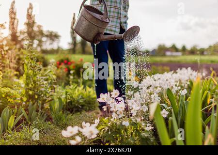 Donna che innaffia anemoni con annaffiatoio nel giardino di primavera. Giardiniere che si prende cura dei fiori in fiore al tramonto. Hobby Foto Stock