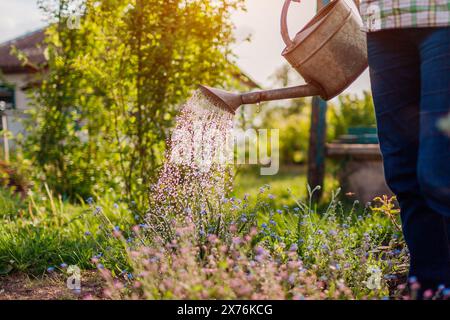Donna che innaffia i noti dimenticati in fiore con annaffiatoio nel giardino di primavera. Giardiniere che si prende cura dei fiori sul letto di fiori al tramonto Foto Stock