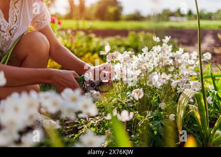 Giardiniere che raccoglie fiori di anemone nel giardino primaverile. Primo piano di una donna che taglia fiori bianchi con potatrice sul letto dei fiori. Giardinaggio Foto Stock