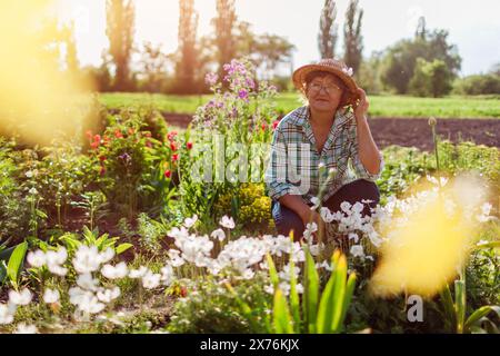 Giardiniere senior che raccoglie fiori di anemone nel giardino primaverile. Donna felice che si gode la fioritura sul letto dei fiori al tramonto. Giardinaggio Foto Stock