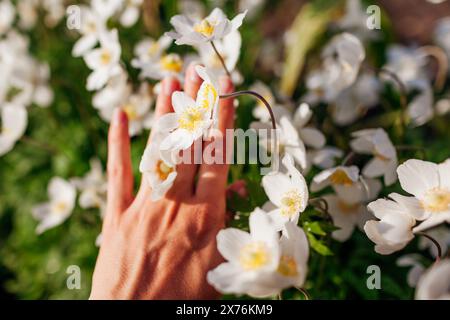 Primo piano di fiori di anemoni bianchi. La donna ammira i fiori in mano nel giardino primaverile al tramonto. Vista dall'alto Foto Stock