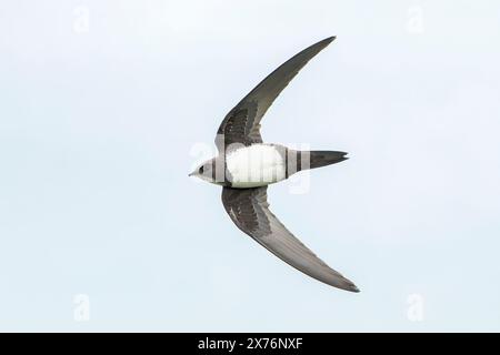 Alpine Swift, Tachymarptis melba, volo per adulti singolo, Bulgaria, Europa Foto Stock