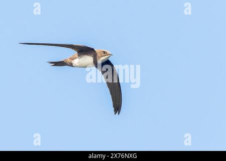 Alpine Swift, Tachymarptis melba, volo per adulti singolo, Bulgaria, Europa Foto Stock