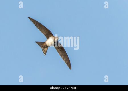 Alpine Swift, Tachymarptis melba, volo per adulti singolo, Bulgaria, Europa Foto Stock