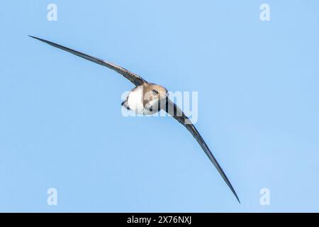 Alpine Swift, Tachymarptis melba, volo per adulti singolo, Bulgaria, Europa Foto Stock