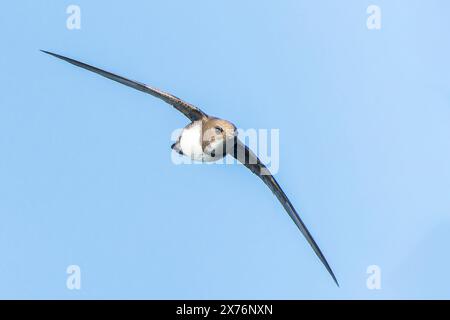 Alpine Swift, Tachymarptis melba, volo per adulti singolo, Bulgaria, Europa Foto Stock