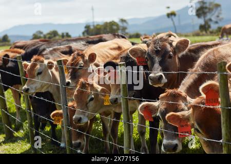Bestiame, agricoltura e mucche in azienda con recinzione per il bestiame nella produzione lattiero-casearia sostenibile in Australia. Agro, animali o mandrie sane per le carni bovine Foto Stock