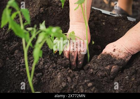 Primo piano delle mani dell'agricoltore piantando con cura piantine di pomodoro in una serra, coltivando fattorie, coltivando cibo biologico puro, concetto di agricoltura locale Foto Stock