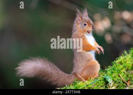 Foto ravvicinata dello scoiattolo rosso (Sciurus vulgaris) sotto il sole invernale del Lake District, Inghilterra. Foto Stock