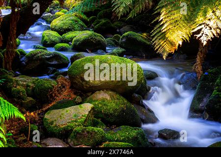 Ruscello che scorre dolcemente nella foresta pluviale accanto al sentiero a piedi per le cascate di Saint Columba, Pyengana, Tasmania Foto Stock