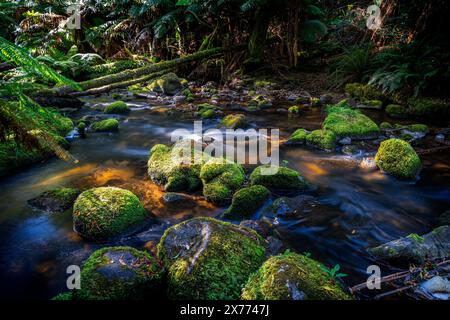 Ruscello che scorre dolcemente nella foresta pluviale accanto al sentiero a piedi per le cascate di Saint Columba, Pyengana, Tasmania Foto Stock