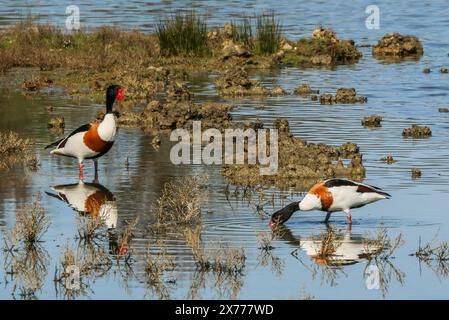 Belon Shelduck, Shelduck comune, riserva ornitologica le Teich, Bassin d'Arcachon, Francia sud-occidentale Foto Stock