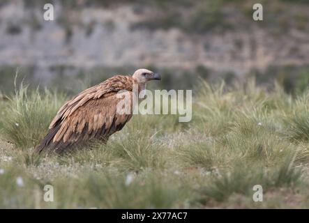 Avvoltoio griffone eurasiatico (Gyps fulvus) Foto Stock