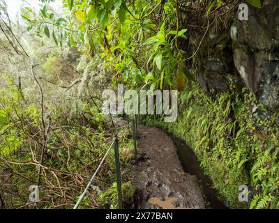 stretto sentiero lungo la levada, canale di irrigazione dell'acqua con fitte piante e vegetazione della foresta tropicale. Levada Caldeirao Verde e Caldeirao fanno dedurre Foto Stock