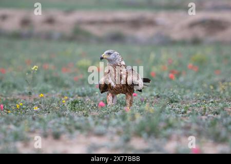 Nibbio reale (Milvus milvus) Foto Stock