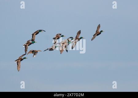 Un gruppo di maschili in volo Foto Stock