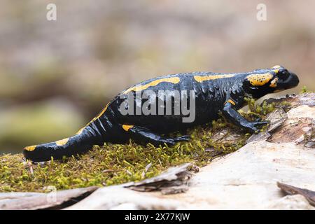 Salamandra per fuoco a tutta lunghezza nell'habitat naturale (Salamandra salamandra) Foto Stock