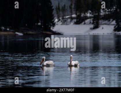 Un paio di pellicani bianchi americani (Pelecanus erythrorhynchos) nuotano nel fiume Yellowstone nella valle di Hayden nel parco nazionale di Yellowstone. Foto Stock