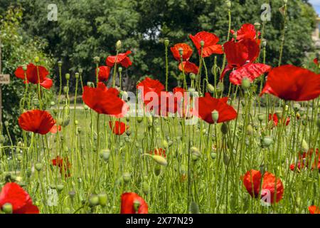 Il papavero comune i fiori, di colore profondo scarlatto, a forma di campana e quasi sferica, hanno quattro petali fini e due sepali pelosi Foto Stock