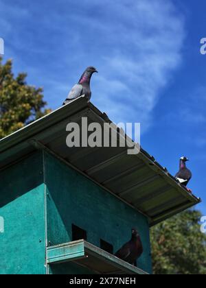 Piccioni arroccati sulle loro gabbie nel parco cittadino Foto Stock