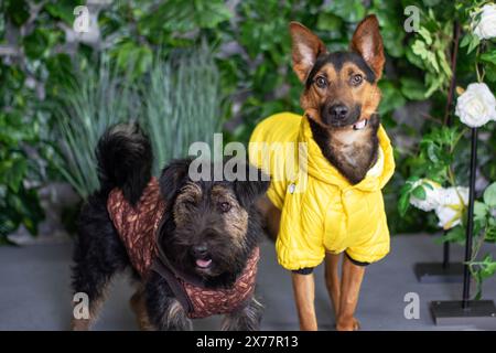 Due cani da pastore tedeschi che indossano giacche gialle sono in piedi fianco a fianco, mostrando i loro istinti di cane da allevamento e i tratti leali di cane da compagnia Foto Stock
