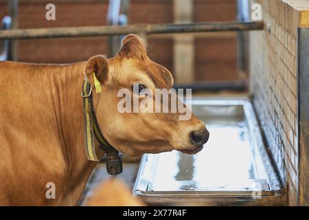 Jersey Cow beve acqua in una fattoria in Danimarca Foto Stock