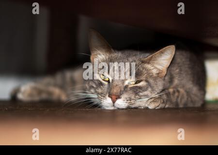 Un gatto domestico di piccole e medie dimensioni con gli occhi gialli è tranquillamente steso sul pavimento, mostrando i suoi baffi e pellicce Foto Stock