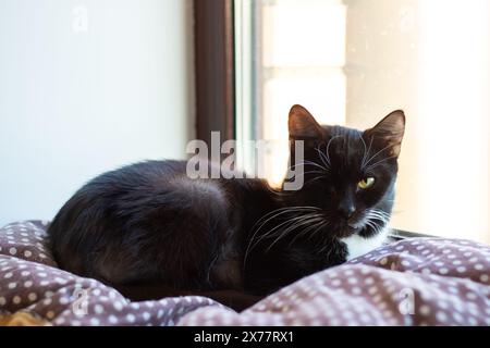 Un gatto di Bombay, un Felidae di piccole e medie dimensioni, è comodamente appoggiato su un letto di fronte a una finestra. La pelliccia grigia e i whisker aggiungono fascino al suo fascino Foto Stock