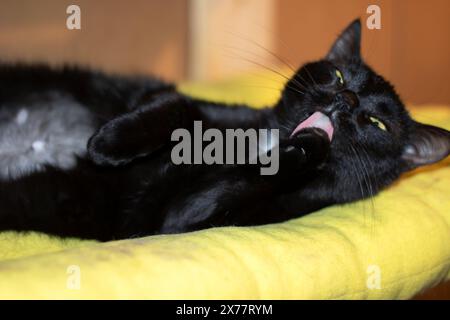 Un gatto di Bombay, un carnivoro Felidae di piccole e medie dimensioni, è comodamente sdraiato su una coperta gialla con la lingua fuori e i baffi che si contraggono Foto Stock