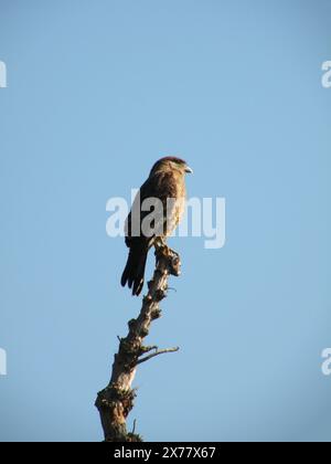Chimango arroccato su un ramo d'albero, chiamato anche Tiuque, originario del Sud America Foto Stock