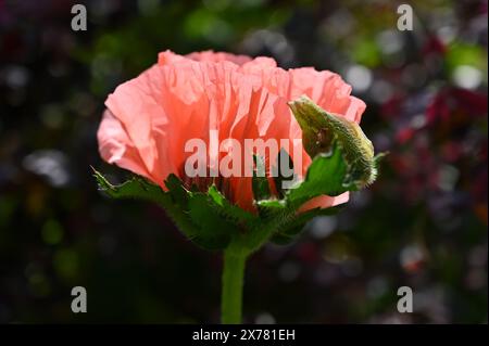 Fioritura estiva di Papaver orientale rosa di salmone, papavero orientale "Coral Reef", cottage Garden britannico maggio Foto Stock