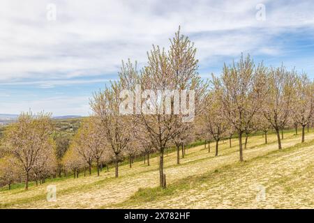 Vista degli alberi in fiore nel frutteto di mandorli della città di Hustopece, Moravia meridionale, Repubblica Ceca, Europa. Foto Stock