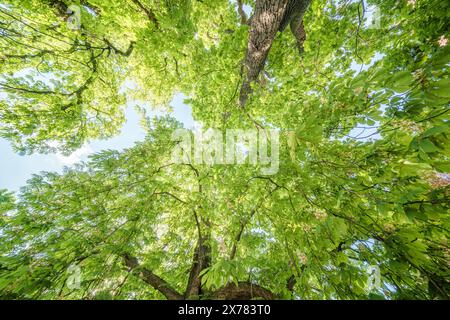 Osservando un albero ricoperto da un'abbondanza di foglie verdi vibranti che si stagliano contro un cielo azzurro Foto Stock