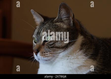 Grasso gatto soffice guarda fuori dalla finestra gli uccelli Foto Stock