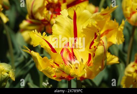 Il fiore di pappagallo è molto delicato, luminoso e bello durante il periodo della fioritura in primavera, in macro fotografia all'aperto Foto Stock