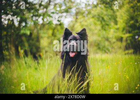 Vecchio pastore tedesco (Altdeutscher Schäferhund) Foto Stock