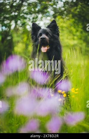 Vecchio pastore tedesco (Altdeutscher Schäferhund) Foto Stock