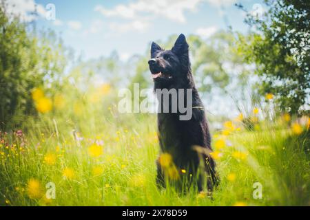 Vecchio pastore tedesco (Altdeutscher Schäferhund) Foto Stock